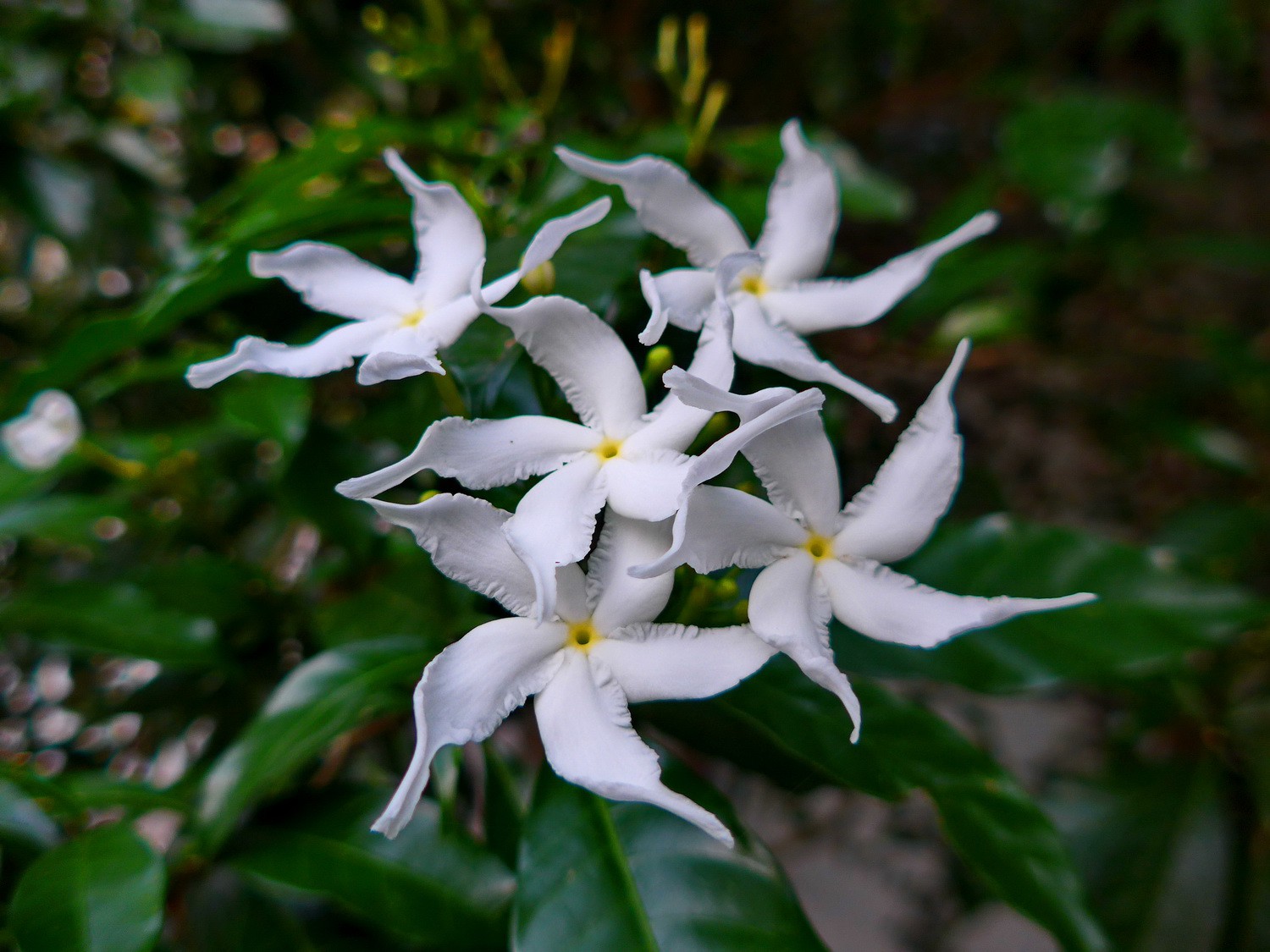 White flowers of Koh Chang